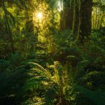 Quinault Ferns