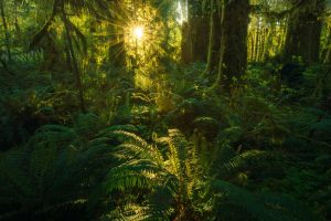 Quinault Ferns