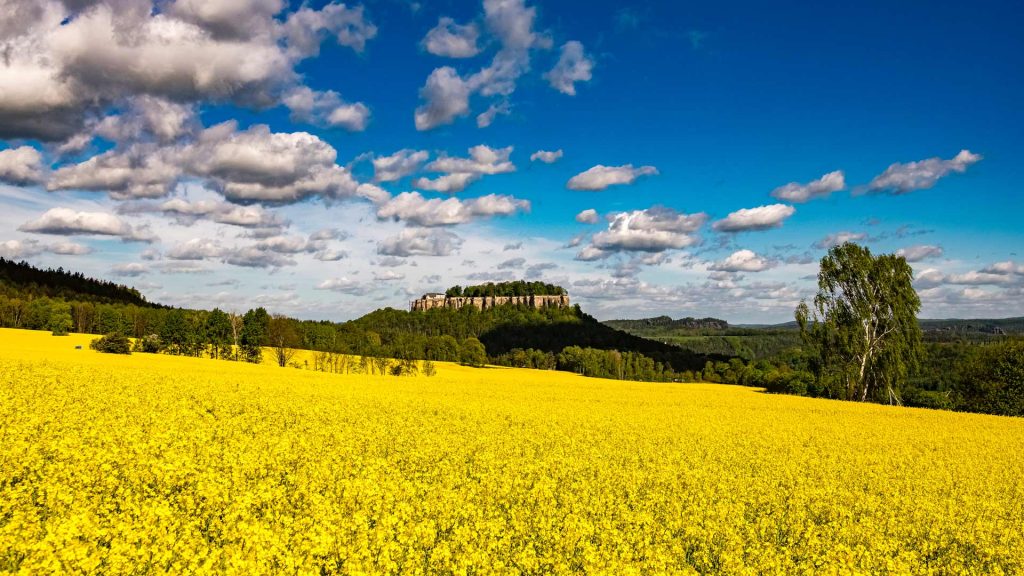 Rapeseed Field