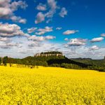 Rapeseed Field