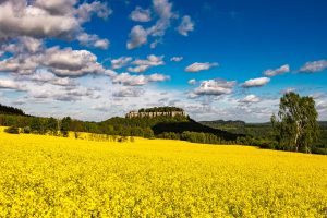 Rapeseed Field