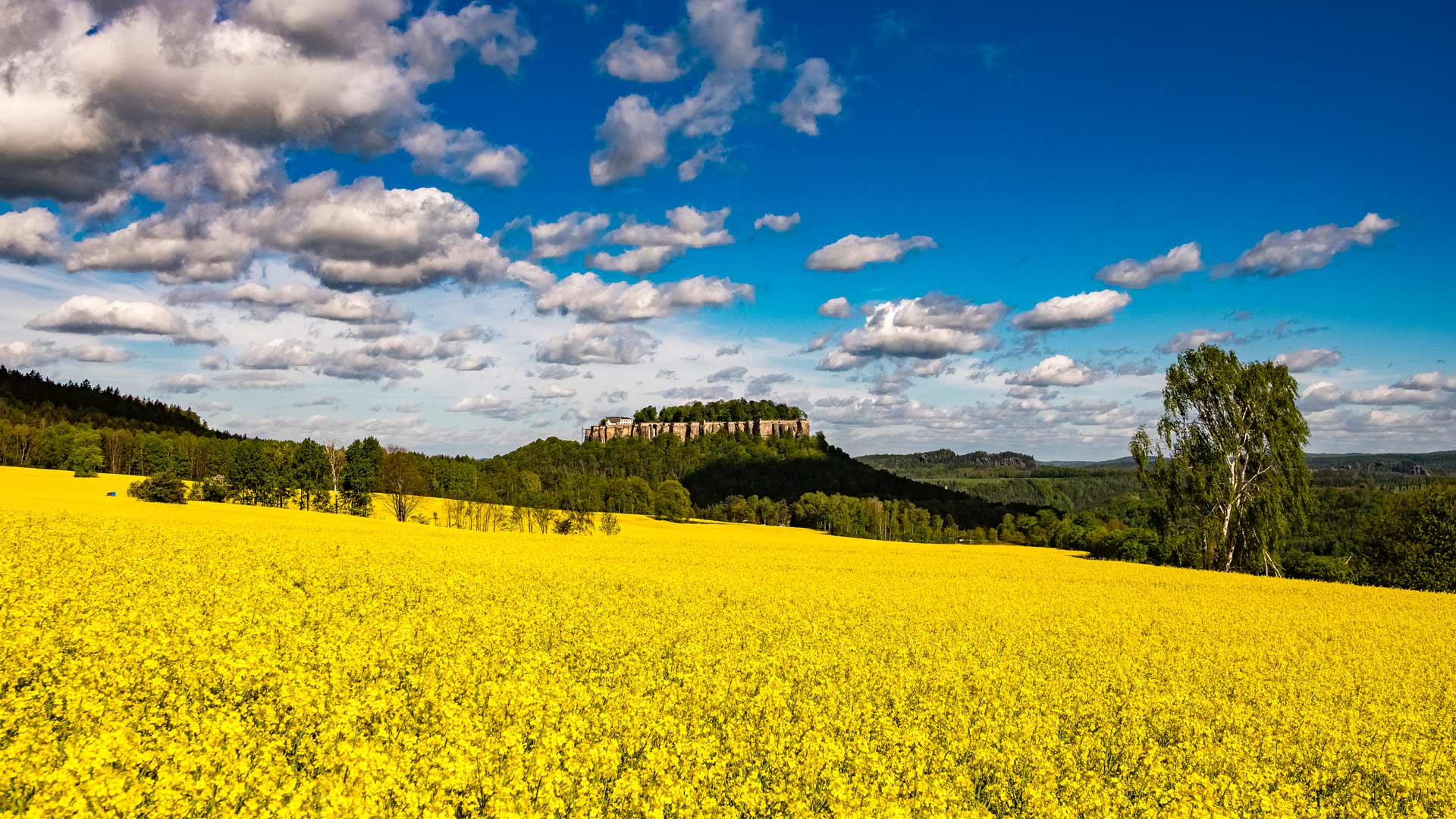 Rapeseed Field
