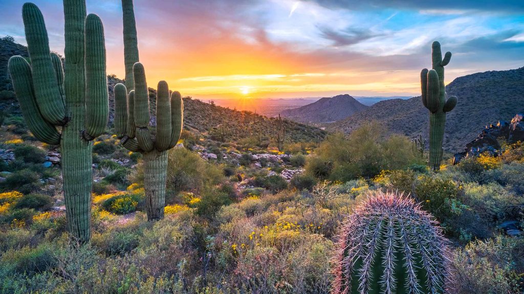 Saguaro Sun