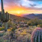 Saguaro Sun