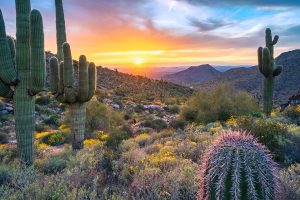 Saguaro Sun