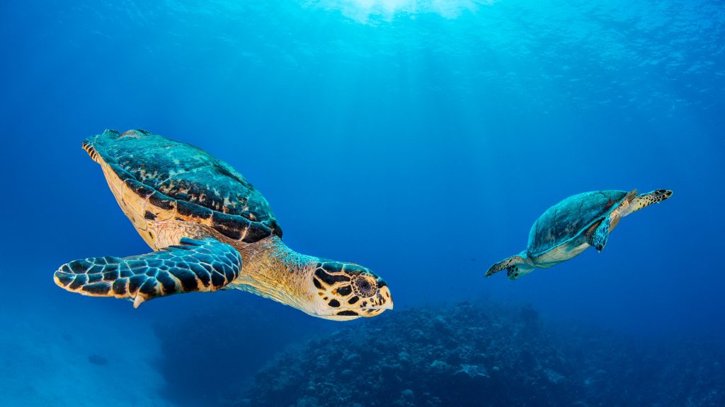 Seven Mile Turtle