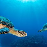 Seven Mile Turtle