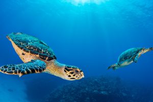 Seven Mile Turtle