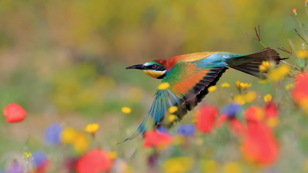 Spain Bee Eater