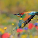 Spain Bee Eater