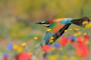 Spain Bee Eater