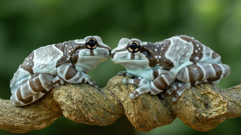 Valentine Frog