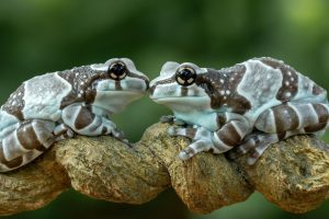 Valentine Frog