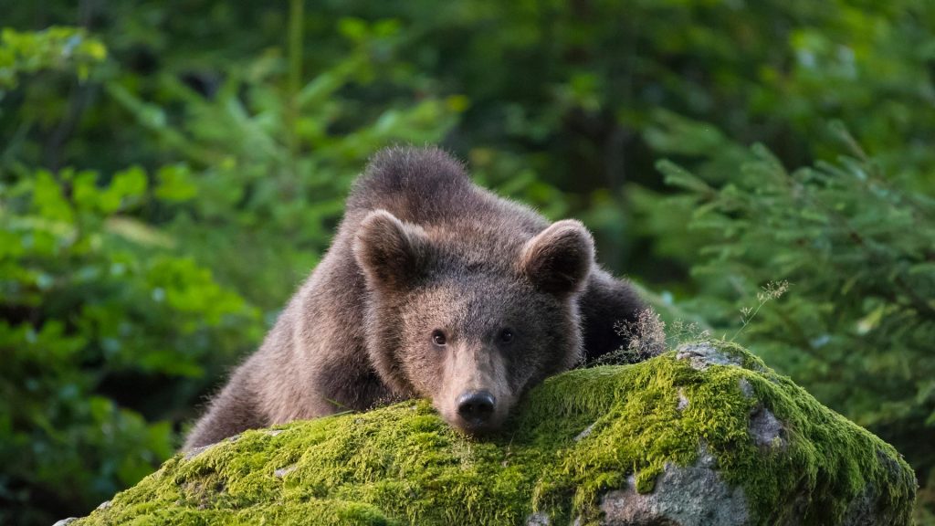 Bear Bavaria