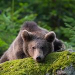 Bear Bavaria
