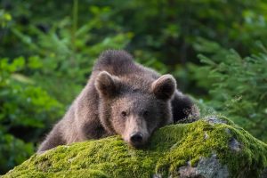 Bear Bavaria