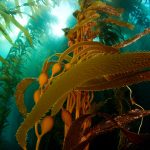 Channel Kelp