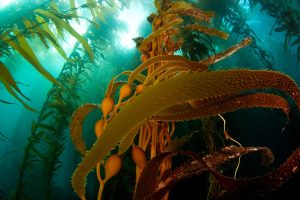 Channel Kelp