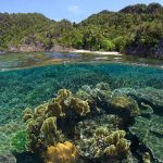 Coral Awareness