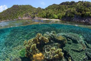 Coral Awareness