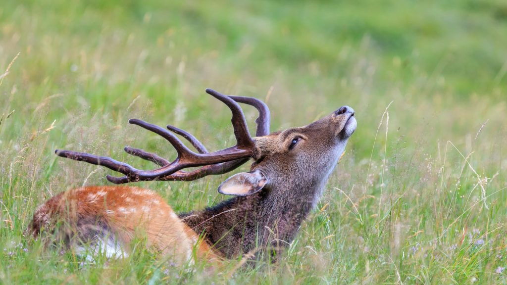 Deer Grass