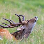 Deer Grass