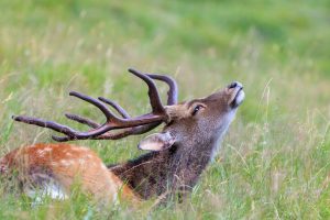 Deer Grass