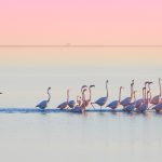 Delta Ebro