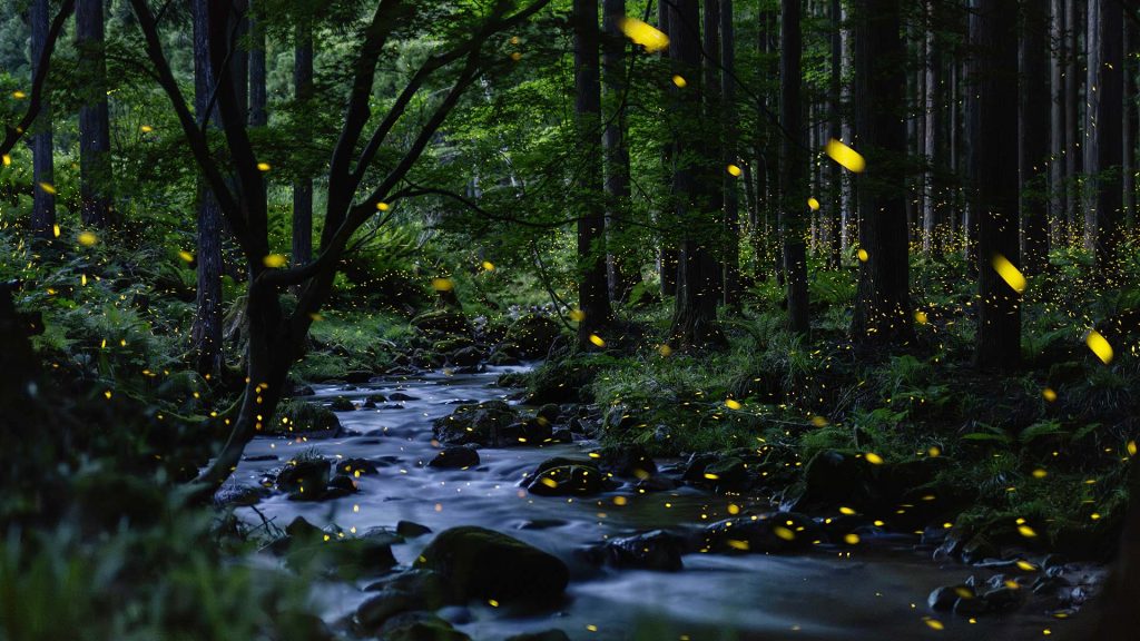 Fireflies Japan