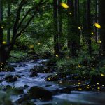 Fireflies Japan