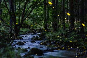 Fireflies Japan