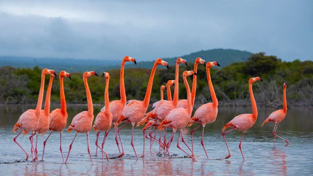 Galapagos Flamingos