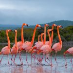 Galapagos Flamingos