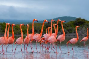 Galapagos Flamingos