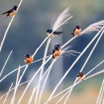 Hirundo Rustica