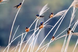 Hirundo Rustica