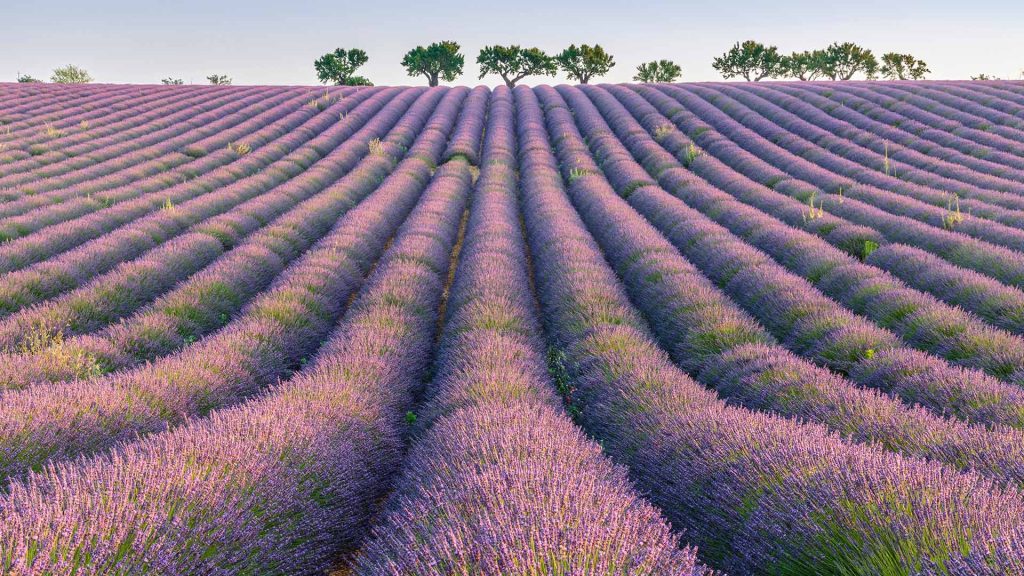 Lavender Rows