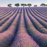 Lavender Rows