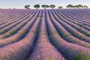 Lavender Rows