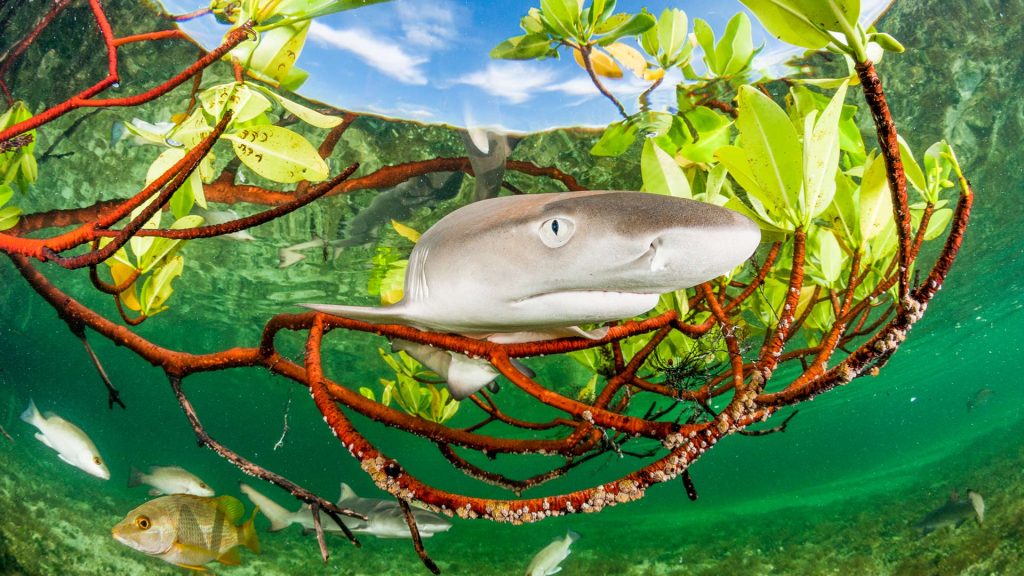 Lemon Shark