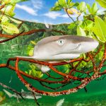 Lemon Shark