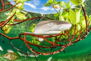 Lemon Shark