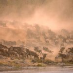 Mara Crossing