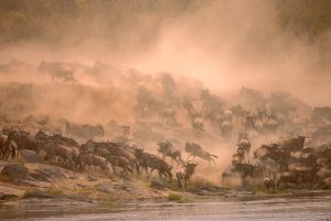 Mara Crossing