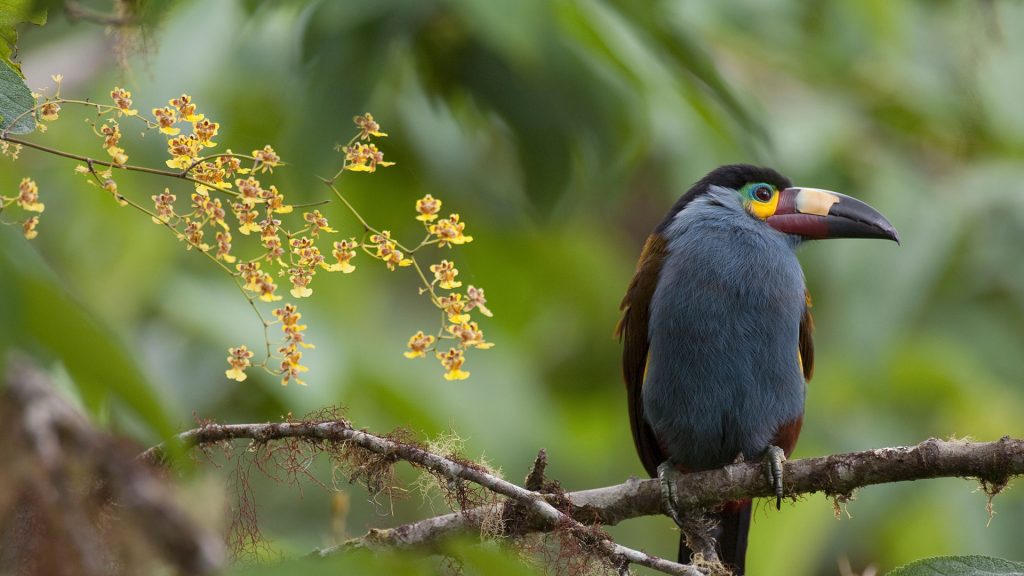 Mountain Toucan Orchids