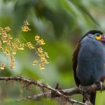 Mountain Toucan Orchids
