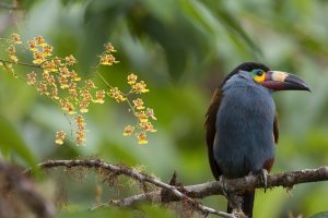 Mountain Toucan Orchids