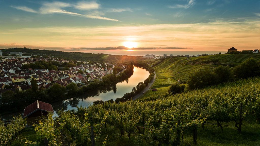 Neckar Vineyards