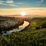 Neckar Vineyards