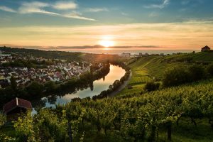 Neckar Vineyards